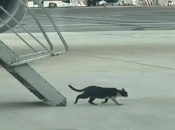 Kucing Bikin Ruwet Penerbangan, Picu Penundaan 2 Hari