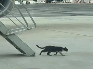 Kucing Bikin Ruwet Penerbangan, Picu Penundaan 2 Hari Kucing Bikin Ruwet Penerbangan, Picu Penundaan 2 Hari
