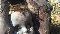 Kumpulan Hutan di Dunia yang Penuh Misteri Bikin Begidik