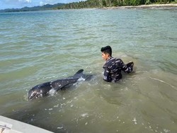 Paus Orca Panjang 2 Meter Terdampar di Pesisir Pantai Kepulauan Talaud Sulut