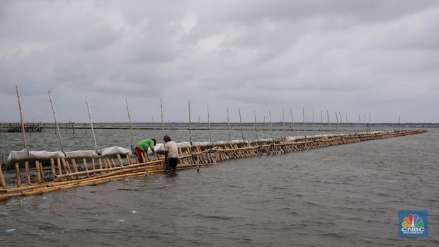 Pekerja melakukan pembongkaran pagar laut milik PT Tunas Ruang Pelabuhan Nusantara (PT TRPN) di pesisir Tarumajaya, Desa Segarajaya, Kota Bekasi, Jawa Barat (11/2/2025).  (CNBC Indonesia/Faisal Rahman)