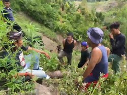 Tanam 17 Batang Ganja, Warga Sungai Penuh Ditangkap Polisi