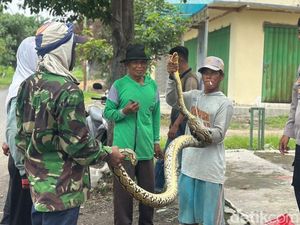 Piton 3 Meter Kejutkan Pekerja yang Tebang Kebun Tebu di Pasuruan