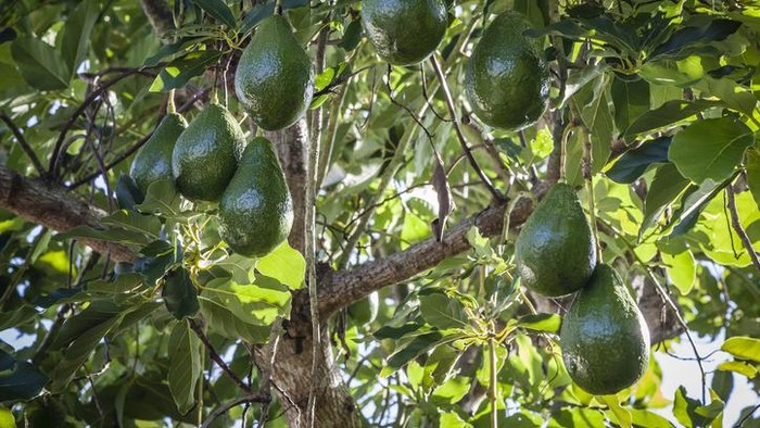 Pohon alpukat/Getty Images/iStockphoto/DenGuy Pohon alpukat