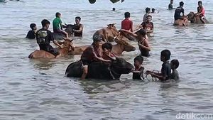 Potret Tradisi Rasol di Pulau Bawaen