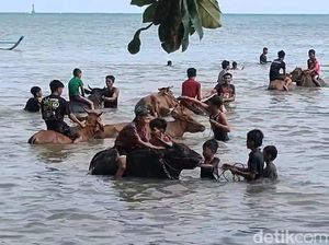 Potret Tradisi Rasol di Pulau Bawaen Potret Tradisi Rasol di Pulau Bawaen