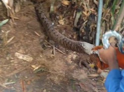 Detik-detik Evakuasi Ular Piton 5 Meter Bersarang di Kantor Dishub Selayar