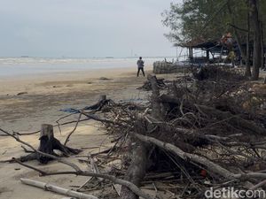 Video Pantai Caruban Rembang Kena Abrasi, Tergerus 10 Meter dalam 3 Tahun Video Pantai Caruban Rembang Kena Abrasi, Tergerus 10 Meter dalam 3 Tahun