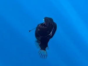 Ikan Laut Dalam Tiba-tiba Muncul ke Permukaan, Ada Fenomena Apa? Ikan Laut Dalam Tiba-tiba Muncul ke Permukaan, Ada Fenomena Apa?