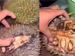 Apa Itu Durian Tewel yang Viral di Pasar Cheng Ho?