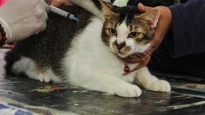 Begini Ekspresi Kucing Saat Divaksinasi Rabies