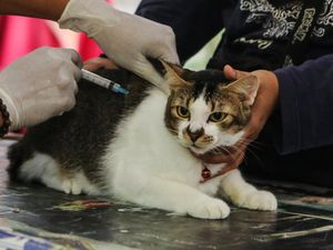 Begini Ekspresi Kucing Saat Divaksinasi Rabies