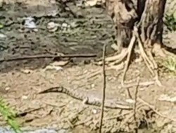 Viral Buaya Teror Warga di Sungai Tangkel Bangkalan