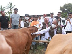 Ketersediaan Hewan Kurban di Banyuwangi Dipastikan Surplus