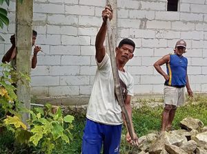 Kobra Super Jumbo Dievakuasi di Cawas Klaten, Sempat Makan 3 Telur Ayam Kobra Super Jumbo Dievakuasi di Cawas Klaten, Sempat Makan 3 Telur Ayam