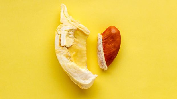 ilustrasi biji durian