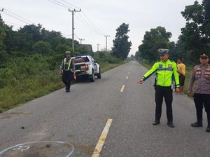 Kasih Efek Jera, Kerbau Berkeliaran di Jalinsum Muratara akan Ditembak Bius