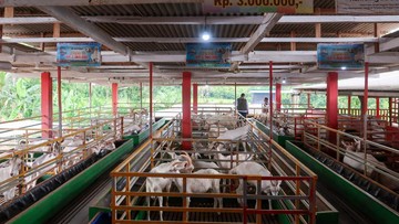 Susu Kambing Langsung dari Kandang: Jelajahi Peternakan Kambing Perah Banyuwangi