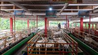 Lihat Langsung Peternakan Kambing Perah di Banyuwangi