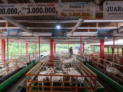 Lihat Langsung Peternakan Kambing Perah di Banyuwangi