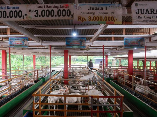 Lihat Langsung Peternakan Kambing Perah di Banyuwangi