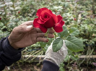 Permintaan Mawar Melesat Jelang Hari Kasih Sayang