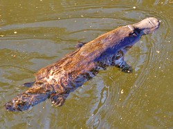 Hewan Aneh Menghilang 60 Tahun Tiba-tiba Terekam Kamera Sedang Berenang