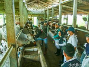 1.557 Ekor Sapi di Lamongan Terserang PMK, 946 Ekor Sembuh 1.557 Ekor Sapi di Lamongan Terserang PMK, 946 Ekor Sembuh