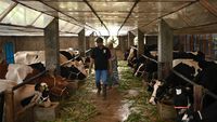 Melihat Kandang Sapi Perah Sistem Tertutup di Pasuruan