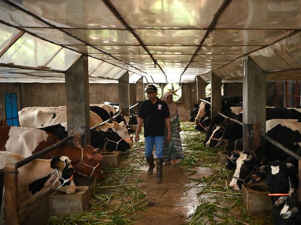 Melihat Kandang Sapi Perah Sistem Tertutup di Pasuruan