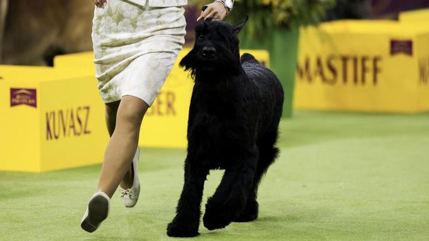Aksi Monty Saat Dinobatkan Jadi Anjing Terbaik di Dunia Giant Schnauzer juga cocok menjadi anjing penjaga rumah.