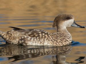 Tiga Puluh Tahun Menghilang, Bebek Marmer Langka Keliaran Lagi