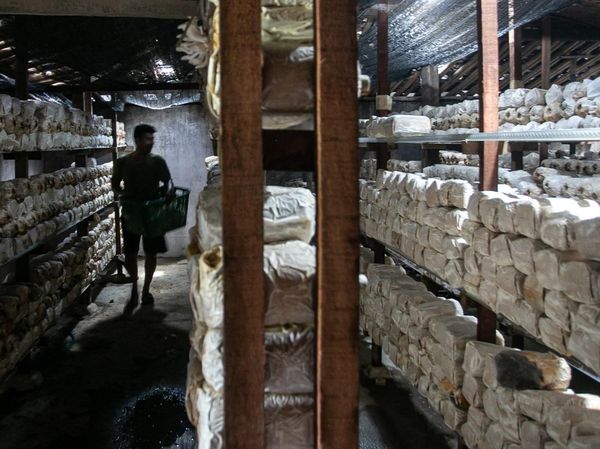 Panen Jamur Tiram di Desa Karang Malang Sragen