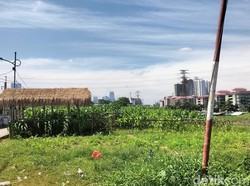Wow! Ada Kebun Jagung di Tengah Impitan Gedung Tinggi Jakarta