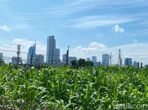 Kebun Jagung di Jakpus Ternyata Dikelola Polisi untuk Ketahanan Pangan