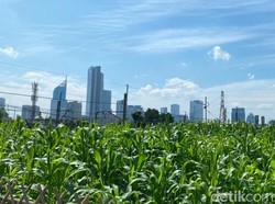 Warga Kota Kagum Melihat Kebun Jagung di Tanah Abang