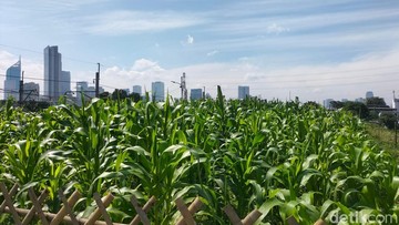 Jagung Menjulang di Hutan Beton: Oase Hijau di Tengah Belantara Jakarta