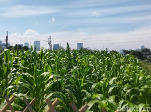 Awal Mula Ada Kebun Jagung di Tengah Impitan Gedung Jakarta