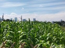 Awal Mula Ada Kebun Jagung di Tengah Impitan Gedung Jakarta