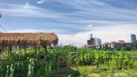 Potret Kebun Jagung di Tengah Himpitan Gedung Tanah Abang