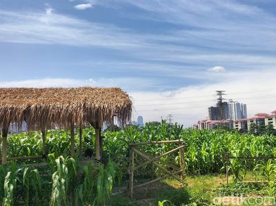 Potret Kebun Jagung di Tengah Himpitan Gedung Tanah Abang