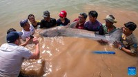 Ukuran Lele Raksasa di Sungai Mekong Berubah, Ilmuwan Cemas