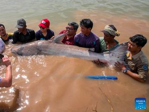 Heboh Kemunculan 6 Ekor Lele Raksasa di Kamboja Heboh Kemunculan 6 Ekor Lele Raksasa di Kamboja