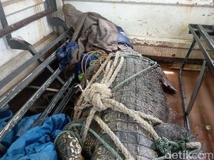 Buaya Masuk Permukiman saat Banjir Makassar Dibawa ke Wisata Cimory Gowa Buaya Masuk Permukiman saat Banjir Makassar Dibawa ke Wisata Cimory Gowa