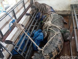 Penampakan Buaya Masuk Permukiman di Tamangapa Makassar Saat Banjir