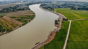 Duh! Proyek Tanggul Sungai Bengawan Solo di Bojonegoro Ambruk
