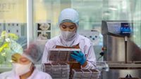 Sibuknya Pekerja Produksi Cokelat Jelang Hari Valentine 2025
