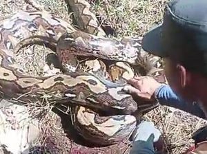 Wanita di Polman Nyaris Diterkam Ular Piton 6 Meter saat Bersihkan Kebun Wanita di Polman Nyaris Diterkam Ular Piton 6 Meter saat Bersihkan Kebun