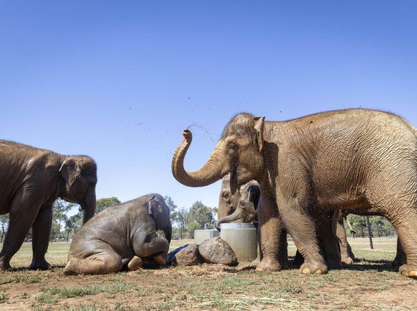 Upaya Kebun Binatang Australia Pindahkan 9 Gajah ke Rumah Baru