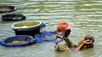 Berburu Cacing Sutra di Sungai Ngrowo